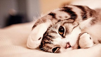 Како спречити стрес мачака? Како спречити просипање мачје длаке? 