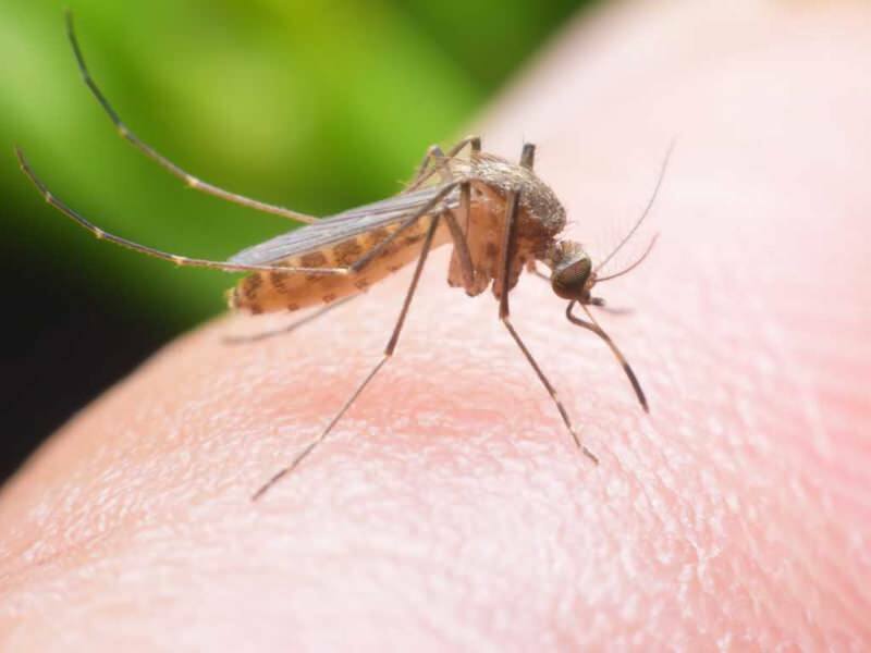 Како направити природни одбојник против комараца код куће? Рецепти од природних муха