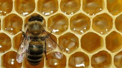 Где се користи пчелињи отров? Које су предности пчелињег отрова? За које болести је погодан пчелињи отров?