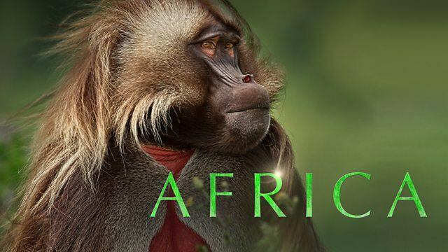 Африка / Африка (2013)