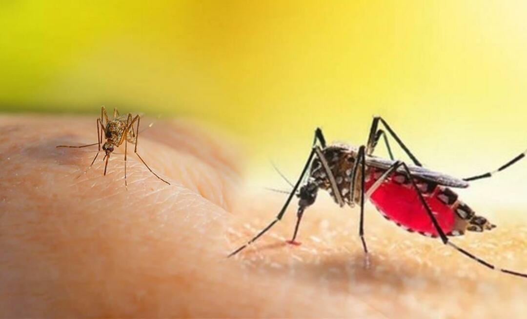 Који су симптоми уједа комараца Аедес? Како да избегнете ујед комарца Аедес?