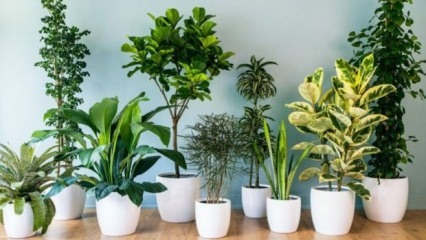 8 биљака које се лако одржавају