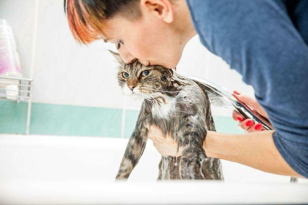 Методе прања мачака