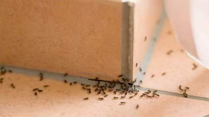 Ефикасна метода уклањања мрава код куће! Како мрави могу бити уништени без убијања? 