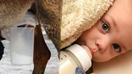 Које млеко је најближе мајчином млеку? Шта се даје беби у недостатку мајчиног млека?