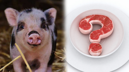 Да ли је свињетина забрањена, зашто је свињетина забрањена? Пажња свињских брендова!