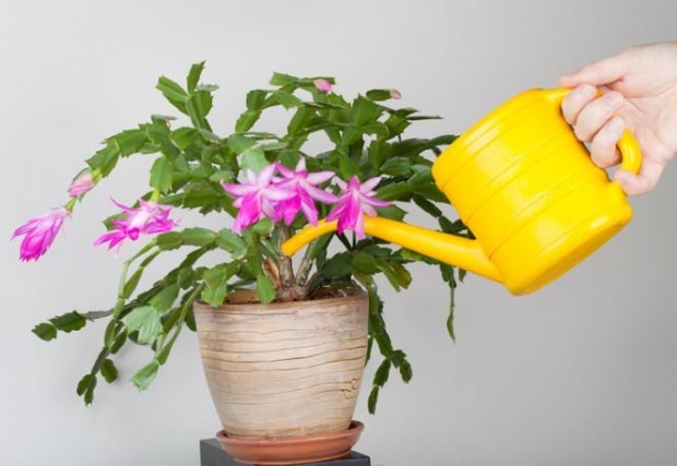 Шта треба учинити са цвећем коме је дато превише воде? 