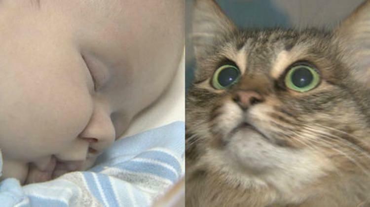 Мачка луталица спасила је бебин живот!