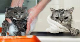 Да ли се мачке перу? Како опрати мачке? Да ли је штетно купати мачке?