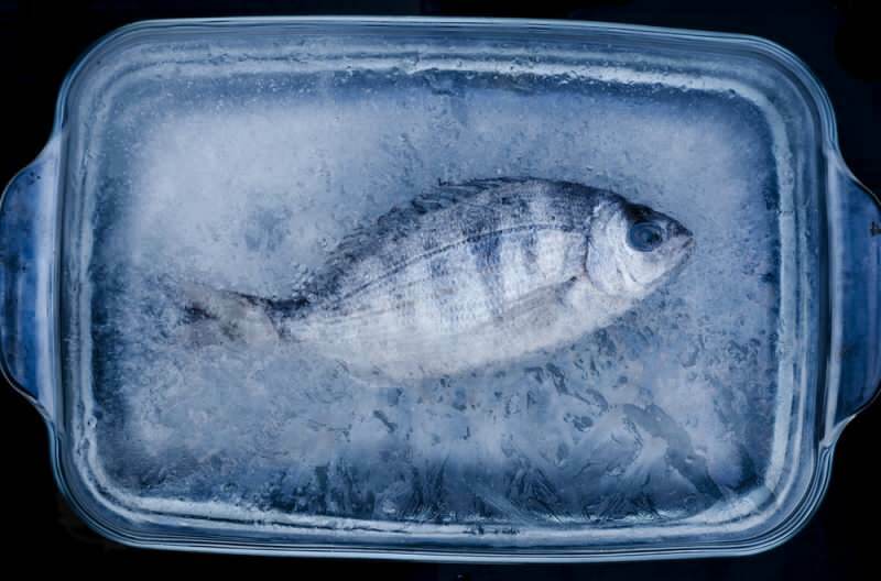 Колико дана треба конзумирати рибу у замрзивачу?