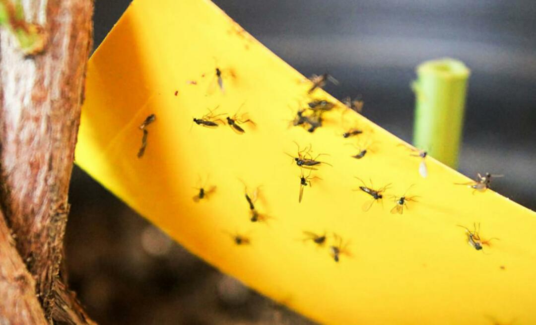 Дефинитивно решење за инсекте код куће! Како спречити мале мушице да лете код куће?