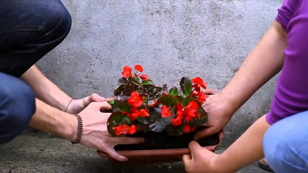 Како посадити цвет у саксију? Како подрезати цвет?