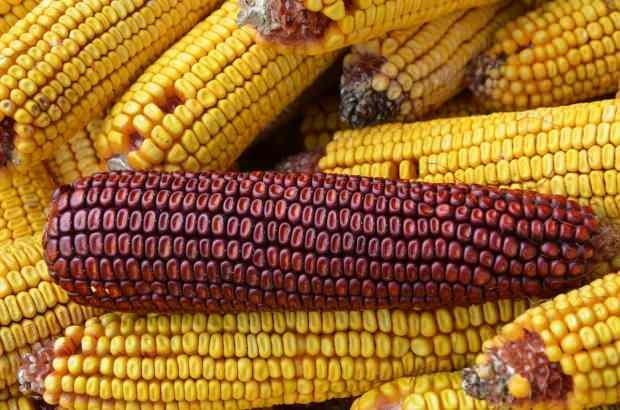 кукуруз изазива алергије