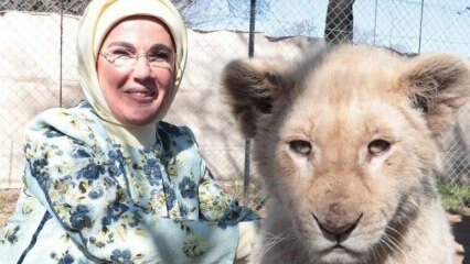 Прва дама Ердоган фотографирала се с бебама лавова