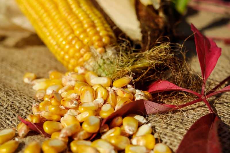 Како се чува кукуруз? Како припремити озим кукуруз