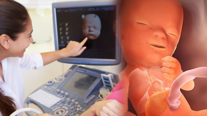 Који се орган први развија код беба? Развој бебе из недеље у недељу