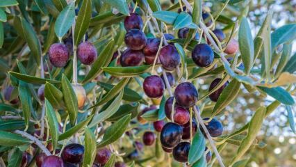 Које су предности маслине? Како се конзумира маслинов лист? Ако прогутате семенке маслине ...