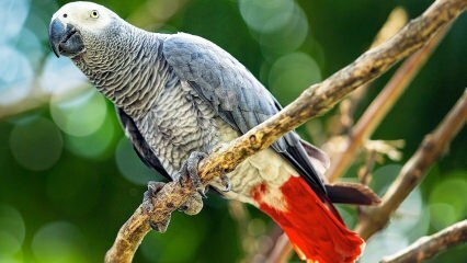 Како се бринути о Јако папагају? Како се храни? Како се тренира?