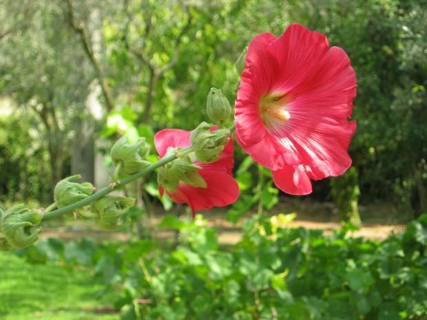 Које су предности цвијета мочваре (Хибискус)? За које су болести цветови мочваре (Хибискус) добри?
