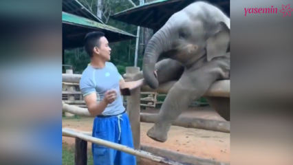 Ти тренуци између слона и његовог чувара!