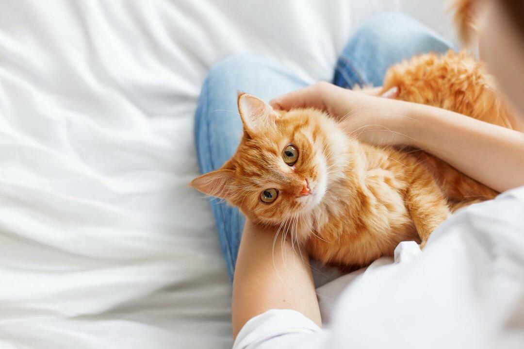 Како знате да ли су мачке срећне? Да ли ме моја мачка воли? Значење кретања мачака