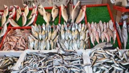 Како очистити торичну рибу? Савети за чишћење торичне рибе