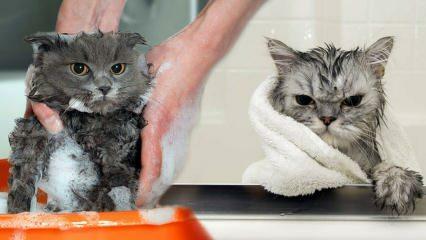 Да ли се мачке перу? Како опрати мачке? Да ли је штетно купати мачке?
