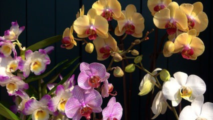 Како се бринути за орхидеје? Како залијевати орхидеју код куће? Метода оживљавања орхидеја