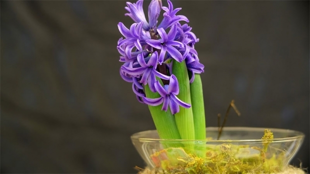 Како узгајати цвет хијацинте Како репродуковати цветове хијацинта?
