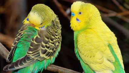 Како се бринути о папагајима-папагајима? Како опрати валовити папагај