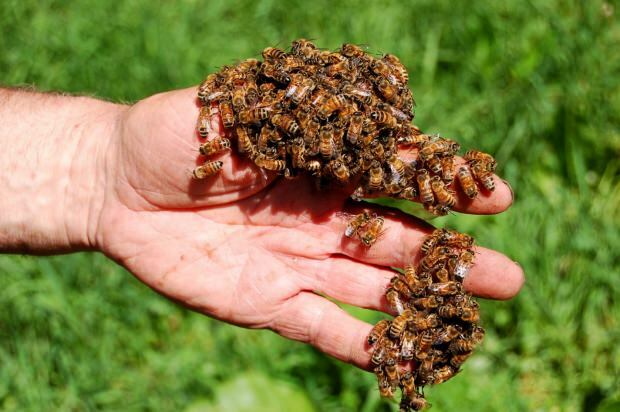 Где се користи пчелињи отров? Предности пчелињег отрова! Болести код којих је пчелињи отров добар ...