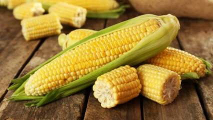 Које су штете од кукуруза?