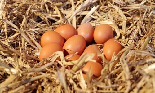 Како разумети органска јаја?