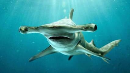  Слике које плаше! Ајкула Хаммерхеад на обали Флориде.