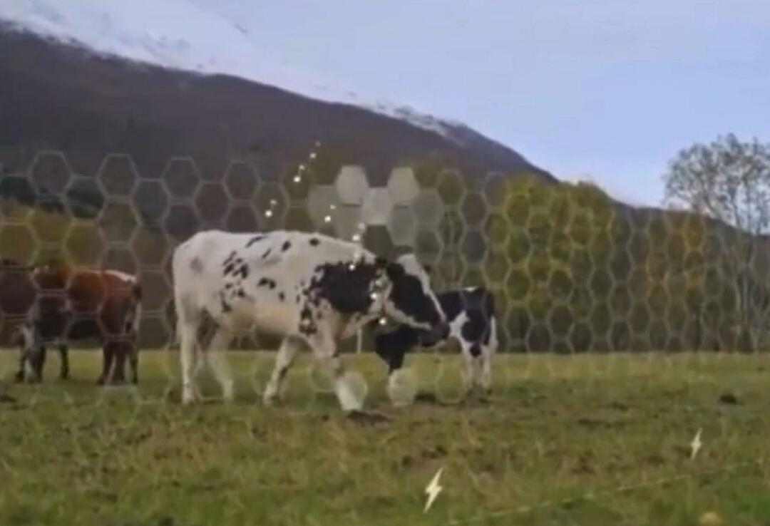 Виртуелна ограда је почела да се тестира на животињама