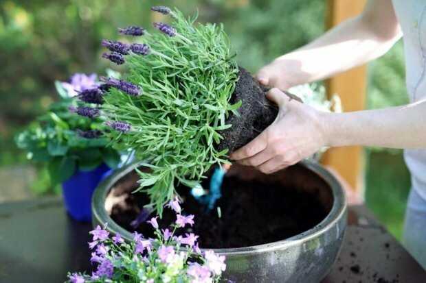 Како се бринути за цвеће лаванде, размножавање и узгој код куће