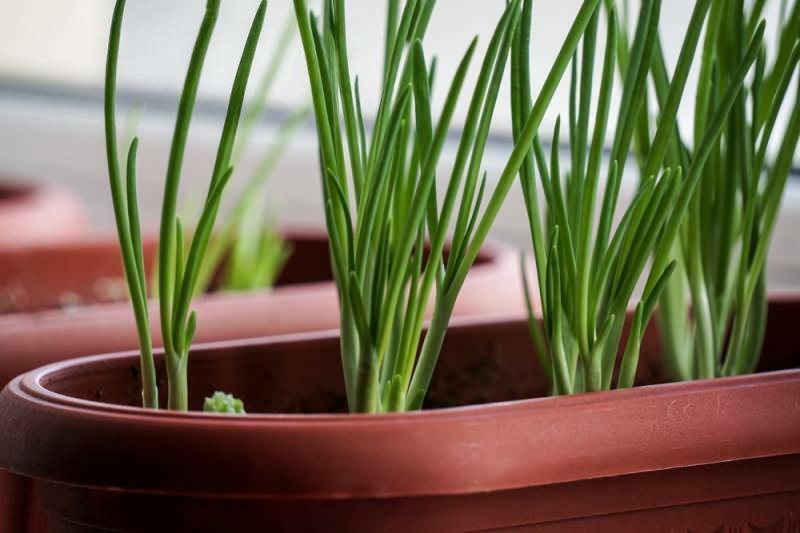 Како узгајати зелени лук у саксији? Савети за узгој пролећног лука