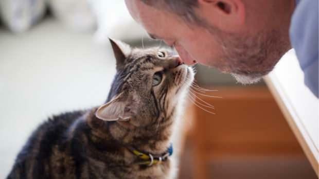 Како мачке показују своју љубав
