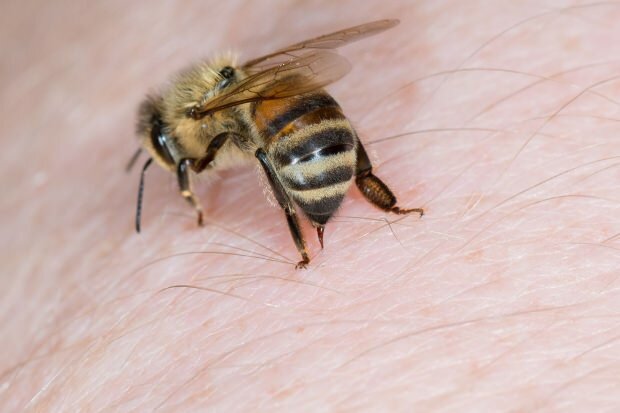 пчела 