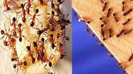 Како уништити мраве у кући? Шта учинити да се решите мрава, најефикаснија метода