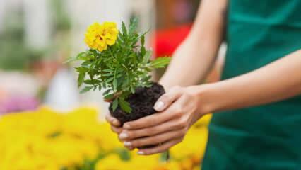 Разлози узгоја биљака код куће? Да ли је штетно узгајати цвеће код куће?