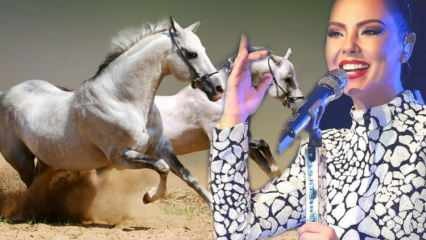 Објављена је судбина коња милион долара певача Ебру Гундеша!