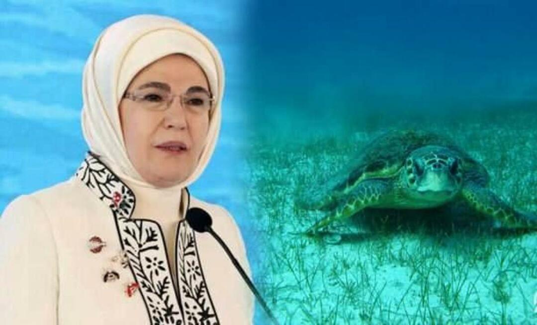 Дељење „морске корњаче“ од Емине Ердоган: „Све док их штитимо, они ће наставити да живе“