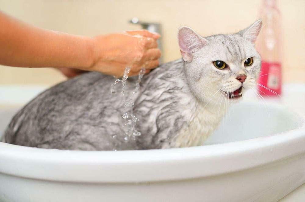 Како опрати мачку