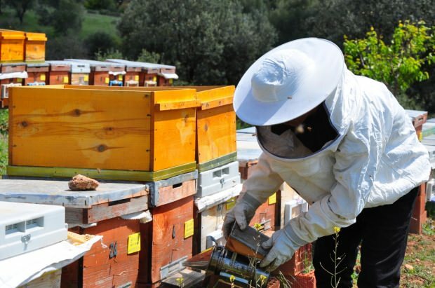 Предности пчелињег отрова
