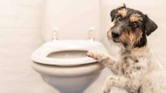 Како створити тоалетне навике паса