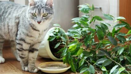 Како се мачке држе даље од биљака?
