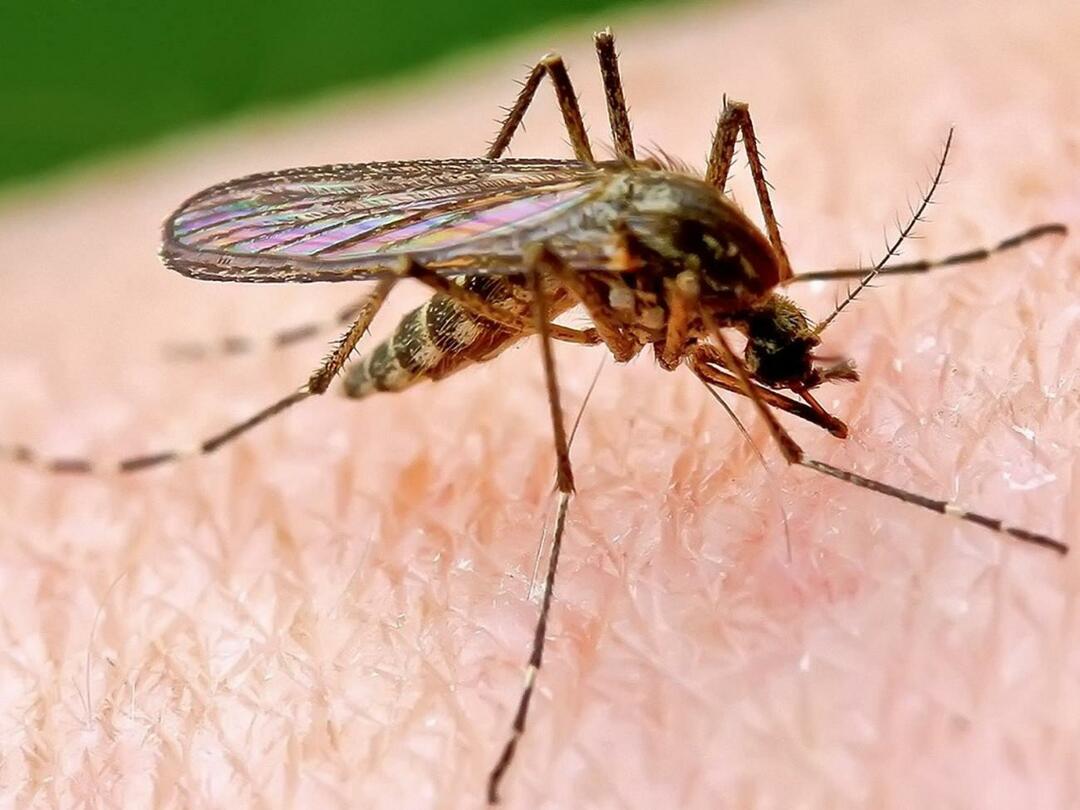 Зашто комарци гризу неке људе више?