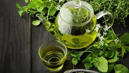 Предности зеленог чаја! Брзо и здраво мршављење уз помоћ дијета зеленим чајем