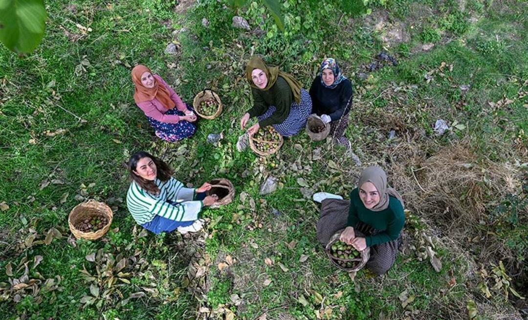 Жене из Вана дистрибуирају орахе у Турску под брендом „Ахтамара“